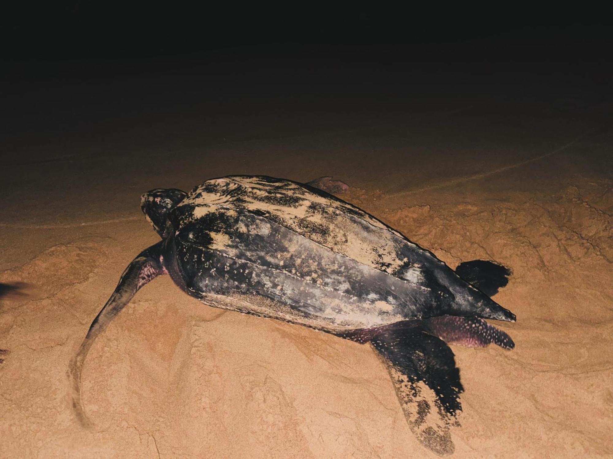 Shine Wave Turtle Beach Tangalle Exteriér fotografie
