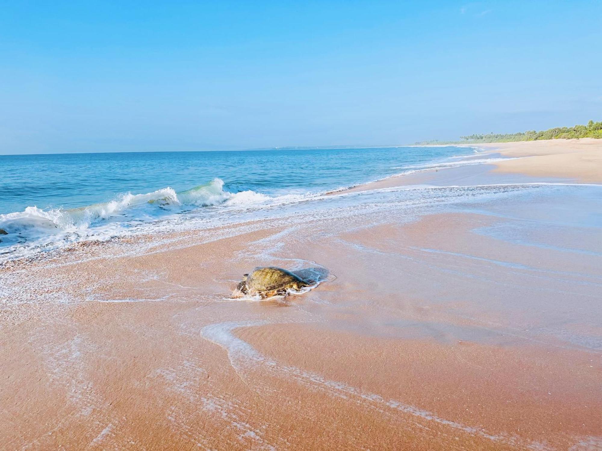 Shine Wave Turtle Beach Tangalle Exteriér fotografie
