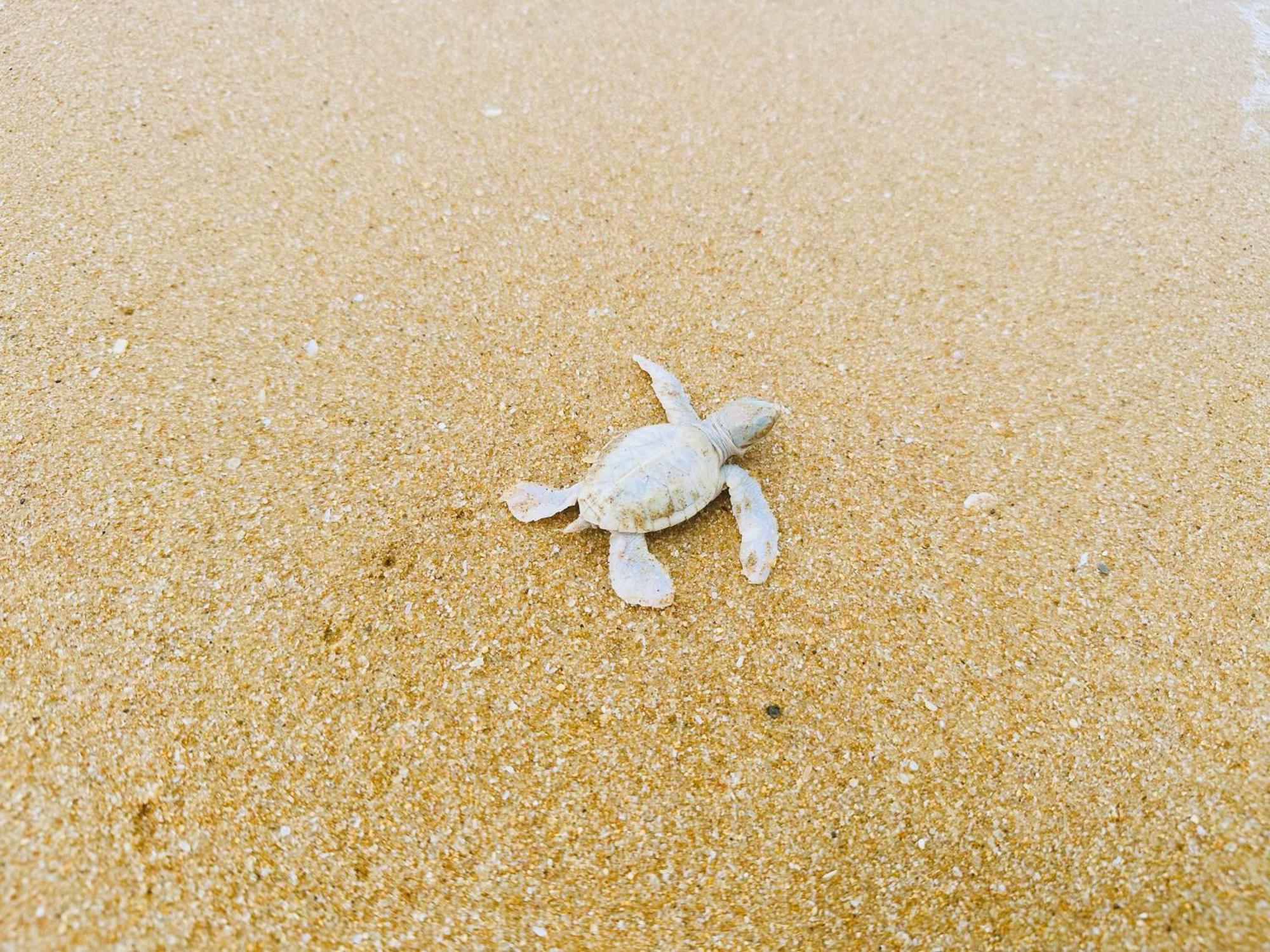 Shine Wave Turtle Beach Tangalle Exteriér fotografie